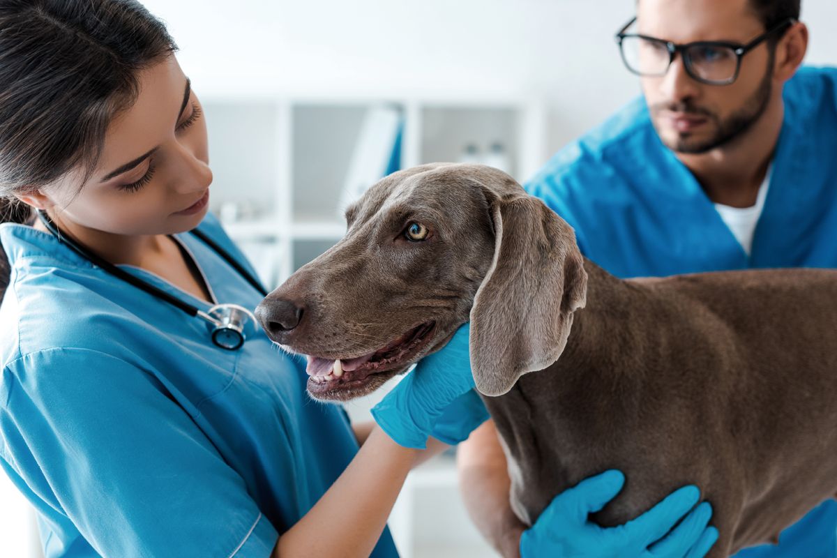  					Veterinářství/Veterinární sestra				